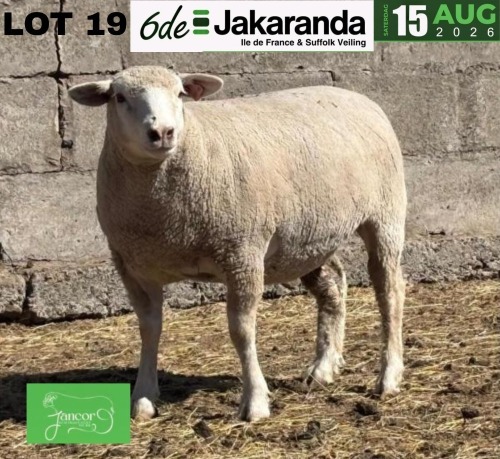 WITHDRAWN - 1 X ILE DE FRANCE STUD EWE JANCOR