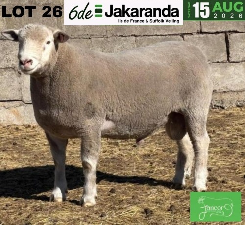 1 X ILE DE FRANCE STUD RAM JANCOR