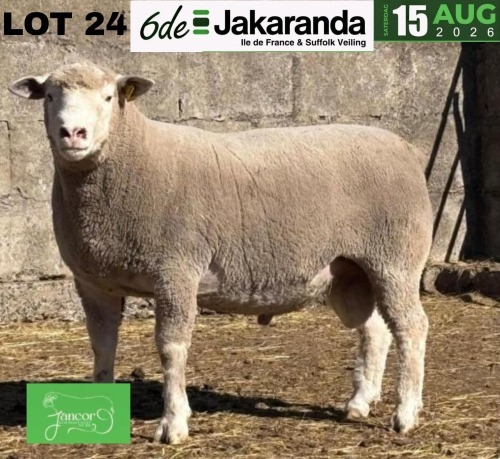 1 X ILE DE FRANCE STUD RAM JANCOR