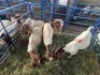 LOT 19 5X OOI/EWE BOERBOK Rhenosterhoek, Kobus van der Walt - 082926 0929 (Per stuk om lot te neem/Per Piece to take the lot) - 3