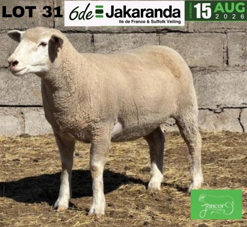 1 X ILE DE FRANCE STUD PREGNANT EWE JANCOR