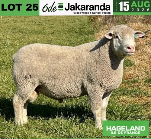 1 X ILE DE FRANCE STUD RAM HAGELAND