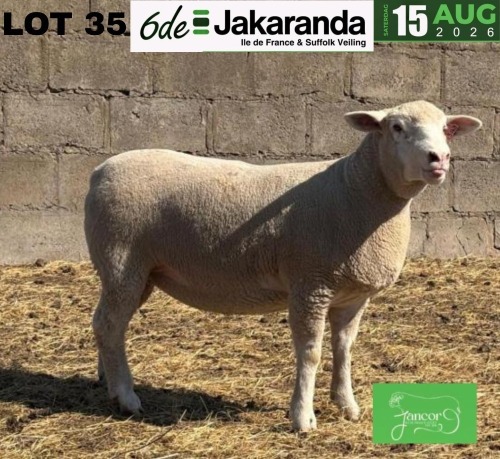 1 X ILE DE FRANCE STUD PREGNANT EWE JANCOR