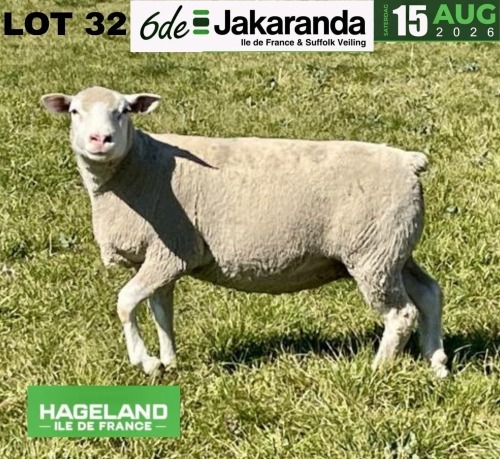 1 X ILE DE FRANCE STUD PREGNANT EWE HAGELAND
