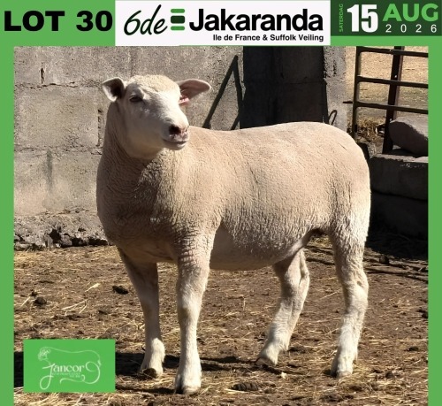 1 X ILE DE FRANCE STUD PREGNANT EWE JANCOR