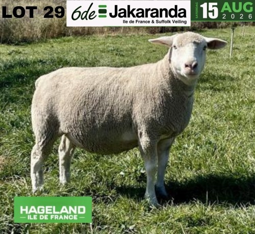 WITHDRAWN - 1 X ILE DE FRANCE STUD PREGNANT EWE HAGELAND