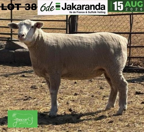 1 X ILE DE FRANCE STUD PREGNANT EWE JANCOR