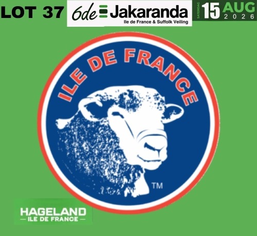 1 X ILE DE FRANCE STUD PREGNANT EWE HAGELAND