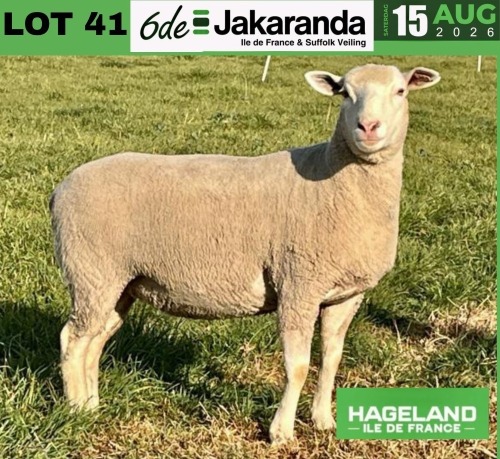 1 X ILE DE FRANCE STUD PREGNANT EWE HAGELAND