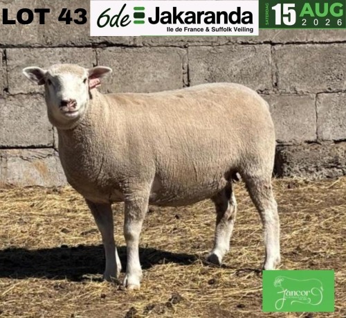 1 X ILE DE FRANCE STUD PREGNANT EWE JANCOR