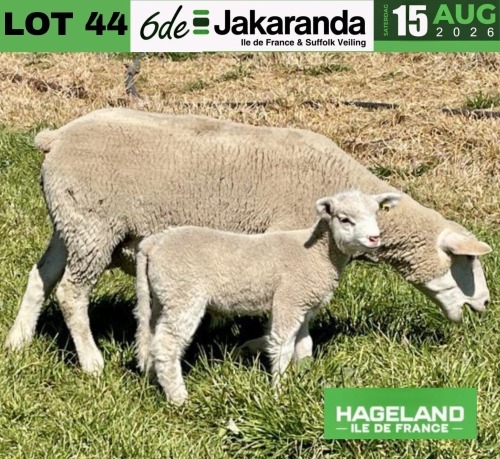1+1 X ILE DE FRANCE STUD EWE HAGELAND