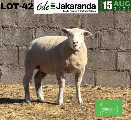 1 X ILE DE FRANCE STUD EWE JANCOR