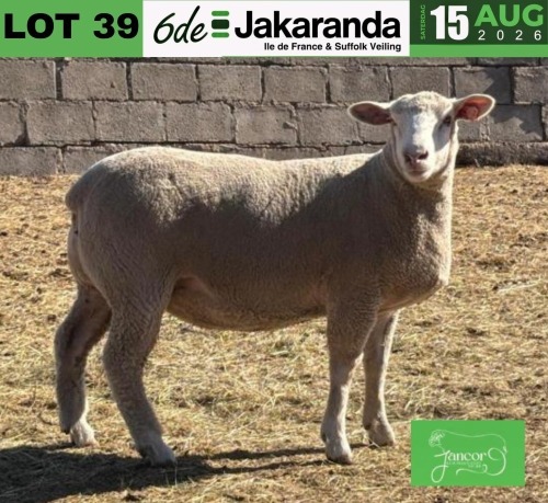 1 X ILE DE FRANCE STUD PREGNANT EWE JANCOR