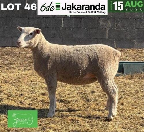 1 X ILE DE FRANCE STUD PREGNANT EWE JANCOR