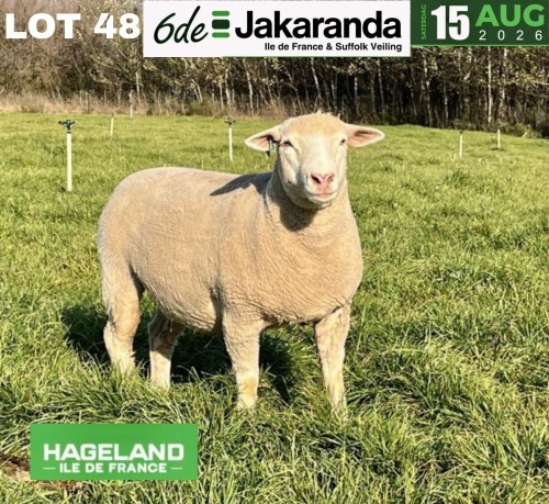 1 X ILE DE FRANCE STUD PREGNANT EWE HAGELAND