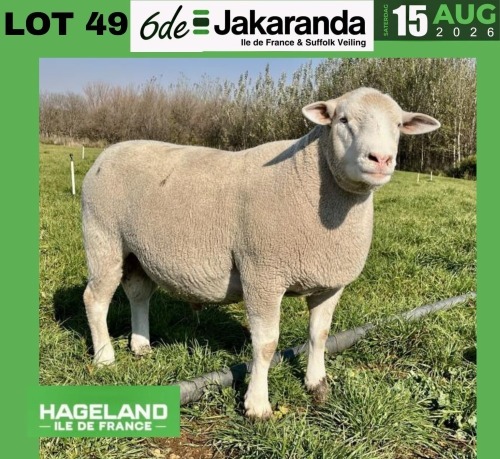 1 X ILE DE FRANCE STUD RAM HAGELAND