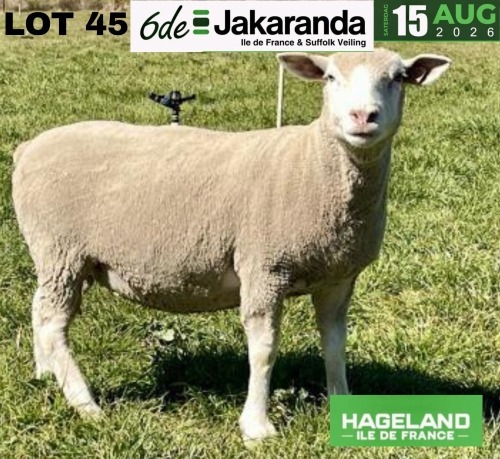 WITHDRAWN - 1 X ILE DE FRANCE STUD PREGNANT EWE HAGELAND