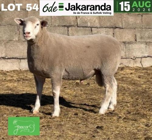 1 X ILE DE FRANCE STUD RAM JANCOR