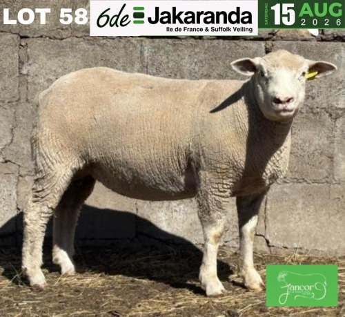 1 X ILE DE FRANCE STUD PREGNANT EWE JANCOR