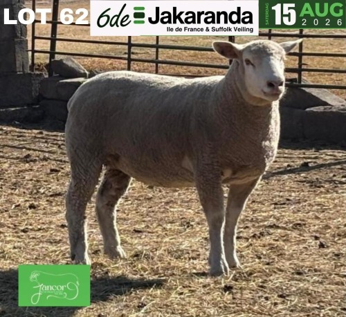 1 X ILE DE FRANCE STUD PREGNANT EWE JANCOR