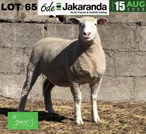 1 X ILE DE FRANCE STUD PREGNANT EWE JANCOR