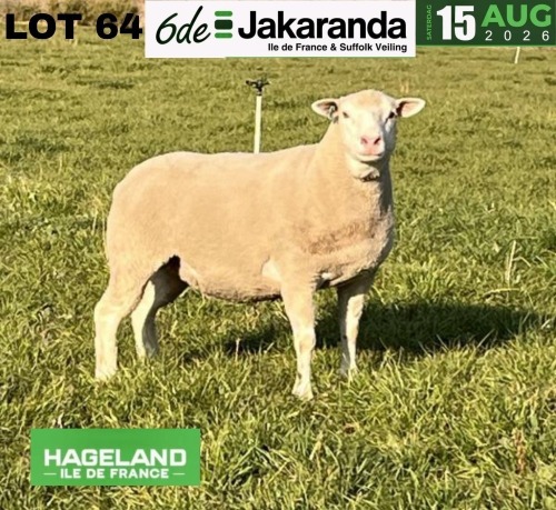 1 X ILE DE FRANCE STUD PREGNANT EWE HAGELAND
