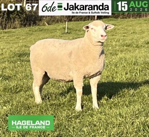1 X ILE DE FRANCE STUD PREGNANT EWE HAGELAND