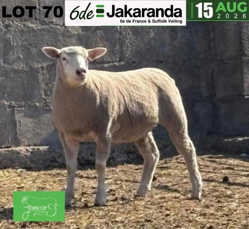 1 X ILE DE FRANCE STUD EWE JANCOR