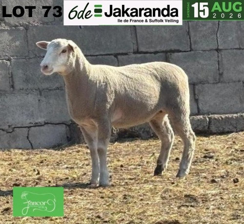 1 X ILE DE FRANCE STUD PREGNANT EWE JANCOR