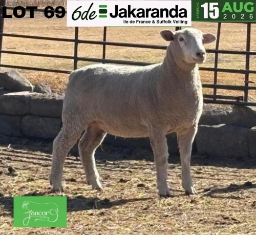 1 X ILE DE FRANCE STUD EWE JANCOR