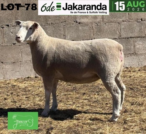 1 X ILE DE FRANCE STUD PREGNANT EWE JANCOR