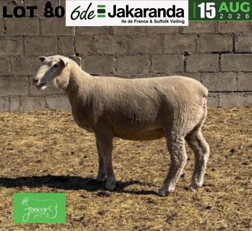 1 X ILE DE FRANCE STUD PREGNANT EWE JANCOR