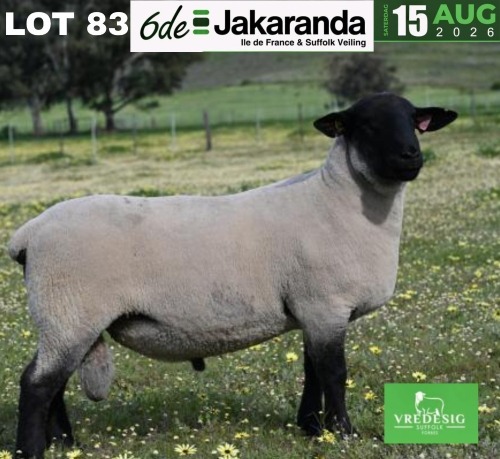 1 X SUFFOLK STUD RAM VREDESIG