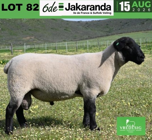 1 X SUFFOLK STUD RAM VREDESIG
