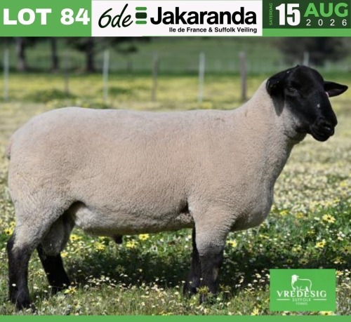 1 X SUFFOLK STUD RAM VREDESIG