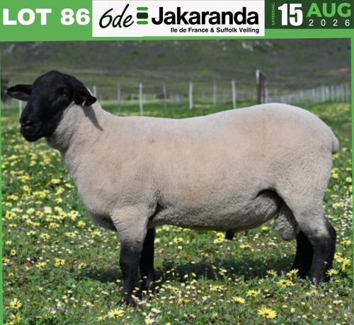 1 X SUFFOLK STUD RAM VREDESIG