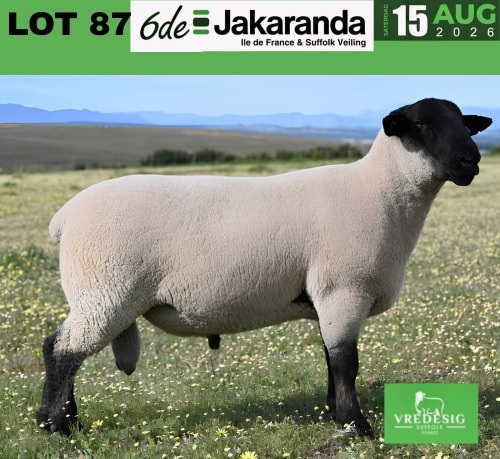 1 X SUFFOLK STUD RAM VREDESIG