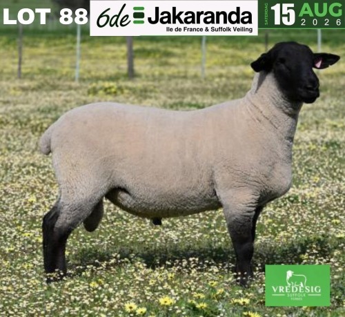 1 X SUFFOLK STUD RAM VREDESIG