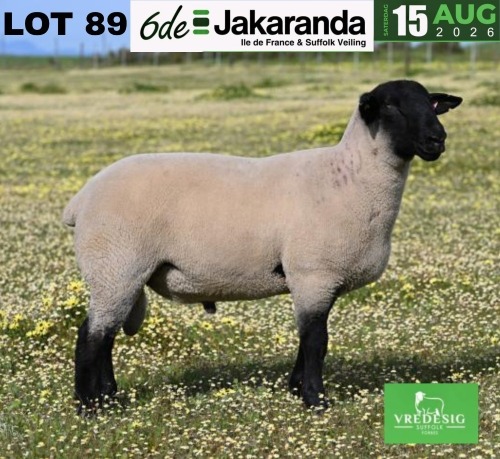 1 X SUFFOLK STUD RAM VREDESIG