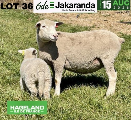 1+1 X ILE DE FRANCE FLOCK EWE HAGELAND