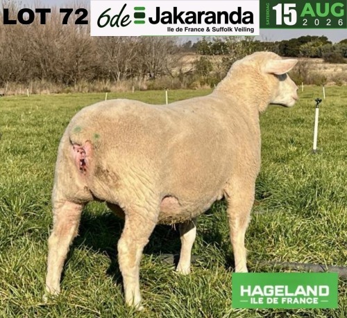 1 X ILE DE FRANCE STUD PREGNANT EWE HAGELAND