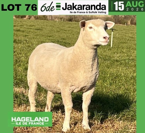 1 X ILE DE FRANCE STUD PREGNANT EWE HAGELAND