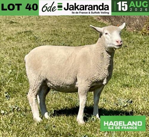 1 X ILE DE FRANCE STUD PREGNANT EWE HAGELAND