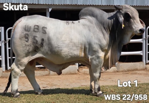 1 X GREY BRAHAMN BULL WAYSIDE BRAHMAN STUD
