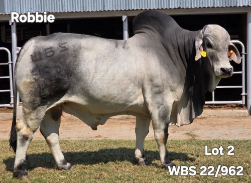 1 X GREY BRAHMAN BULL WAYSIDE BRAHMAN STUD