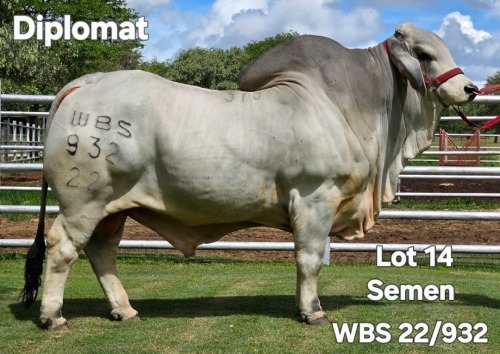 10 X SEMEN SEMEN WAYSIDE BRAHMAN STUD (Per item to take the lot)