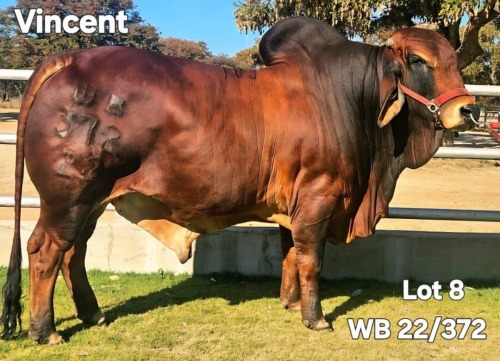 1 X RED BRAHMAN BULL WAYSIDE BRAHAMN STUD