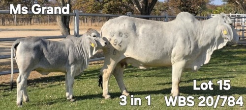 1+1 X GREY BRAHMAN COW & CALF (3IN1) WAYSIDE BRAHMANSTUD