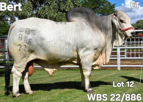 1 X GREY BRAHMAN BULL WAYSIDE BRAHMAN STUD