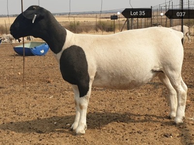 1x DORPER OOI/EWE Jowilize Dorpers STOET